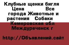 Клубные щенки бигля › Цена ­ 30 000 - Все города Животные и растения » Собаки   . Кемеровская обл.,Междуреченск г.